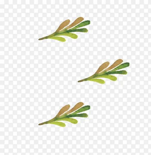 ˮ��ʥ��ֲ��-������