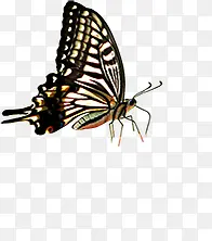 ����-������