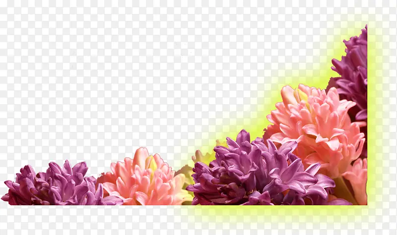 ��ɫΨ������ֲ��-������