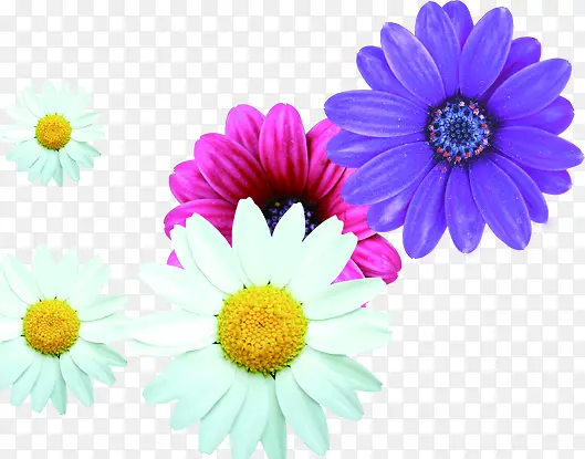 ��ɫ���嶬������-������