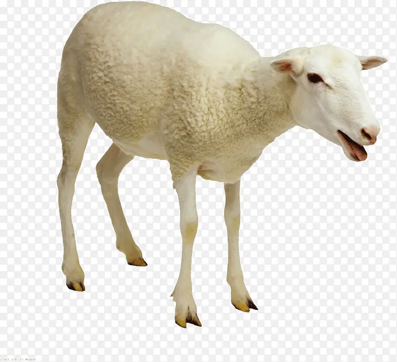 ��ɫ������-������