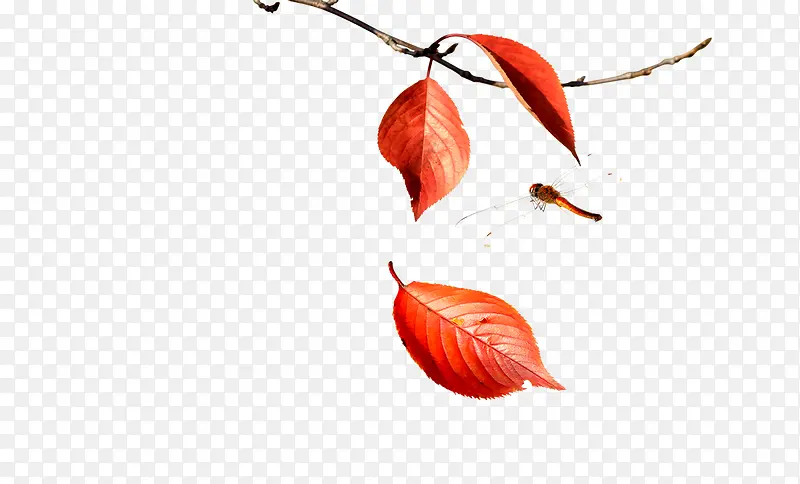 ��Ҷ�ϵ�����-������