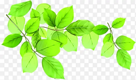 ������Ҷ����ֲ����֦-������