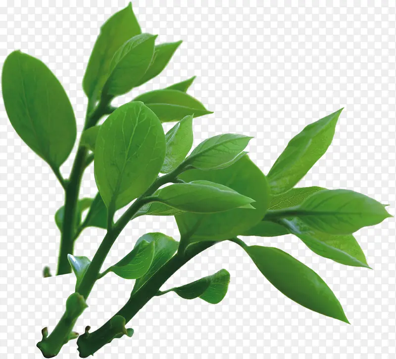 ����������Ҷ��֦-������