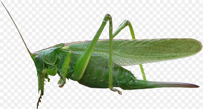 �ȳ�-������