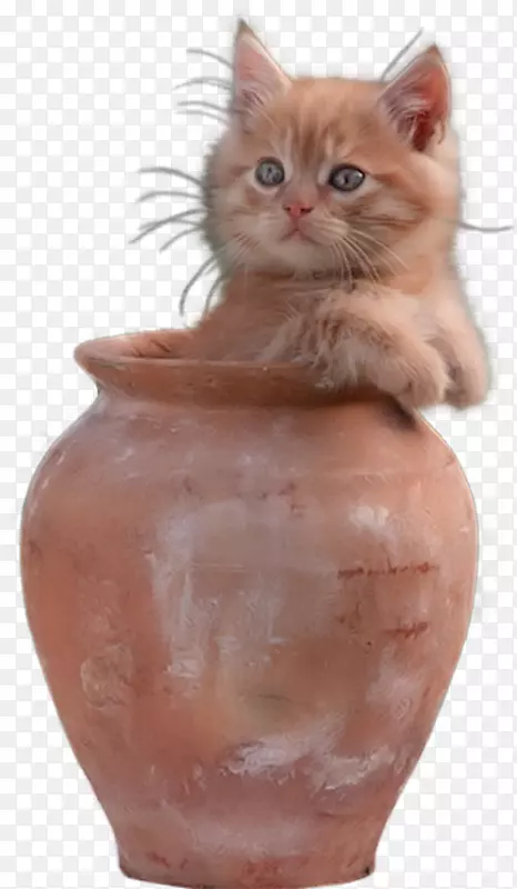 ��è���ͼ�����-è-������