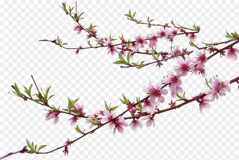 ��ɫ���廨����֦-������