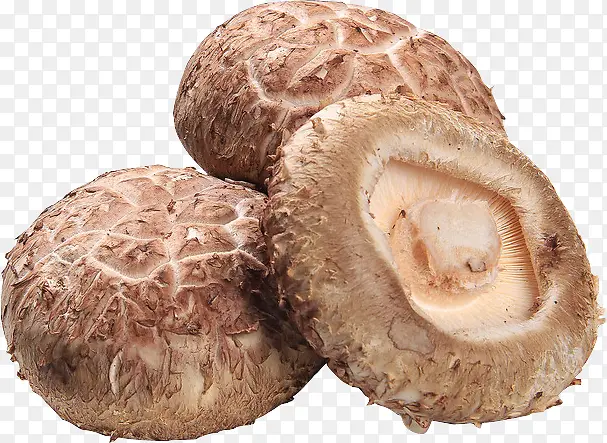 �㹽����ʳ��ʳ��-������