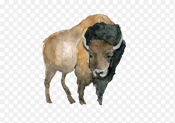 ��ͨˮ��ţ-������