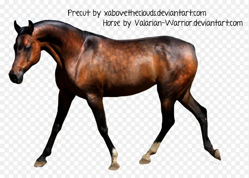 ������Ӱ��ԭ��Ϣ��Ұ��-������