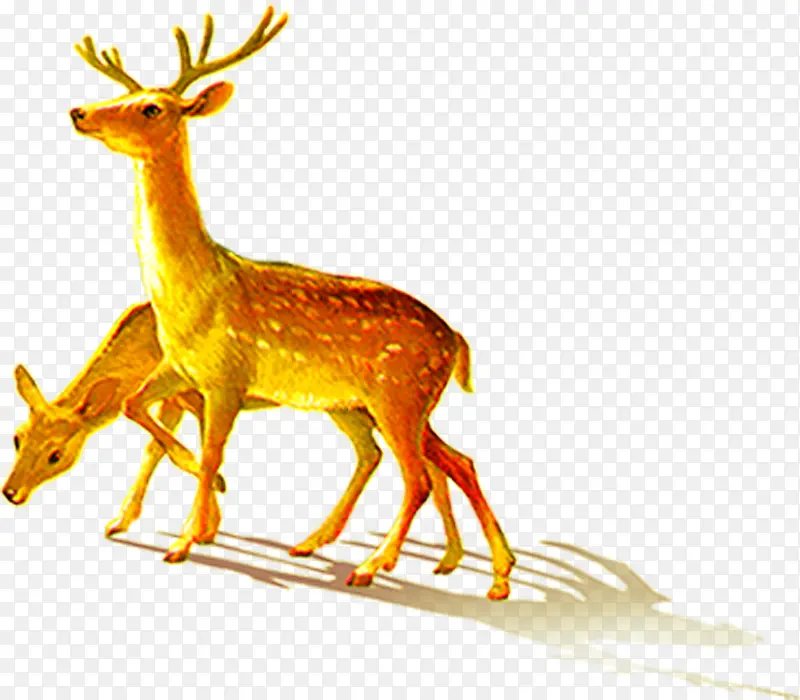 �ɰ�С¹Ұ���ֻ�-������