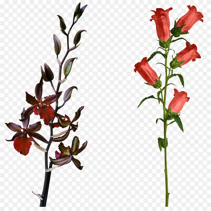 ��ɫ���Ȼ���ɫ��֦-������