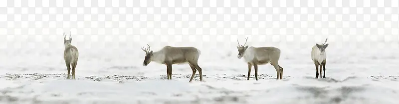 ����羰����ͼ-������