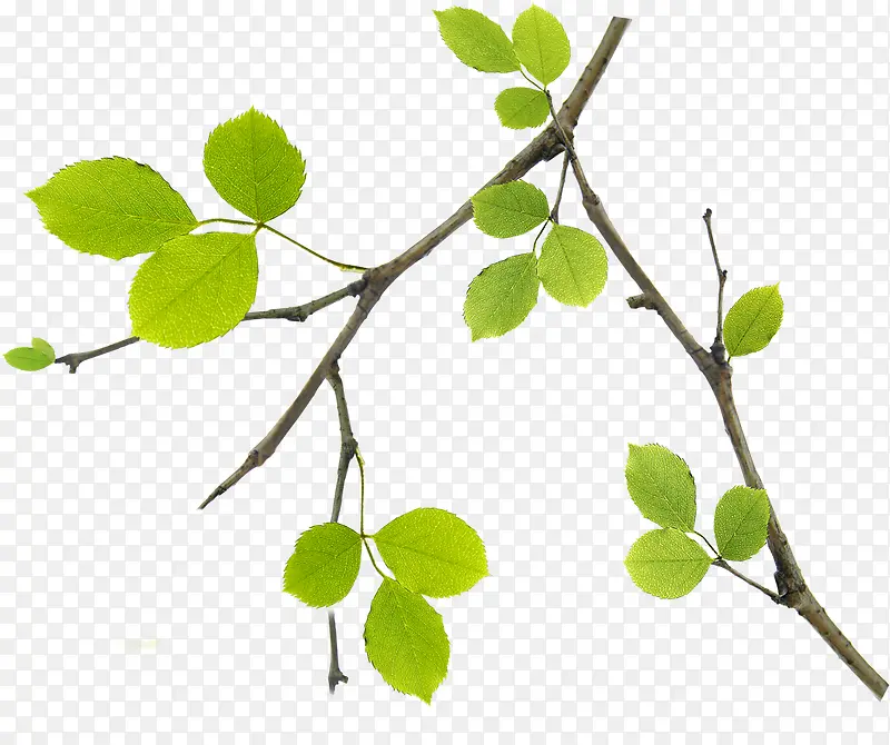 ����Ψ����֦��Ҷ-������