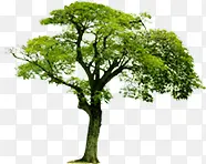 ��ɫ��֦Ψ������-������