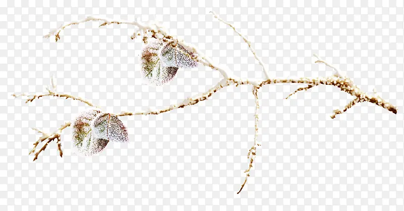 ��֦-������