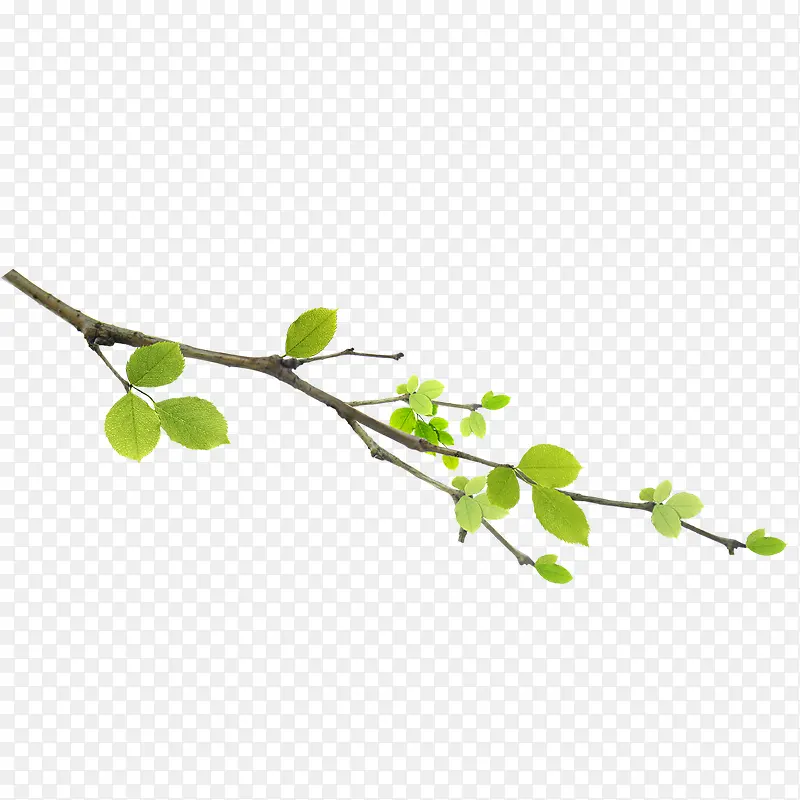 ��֦-������