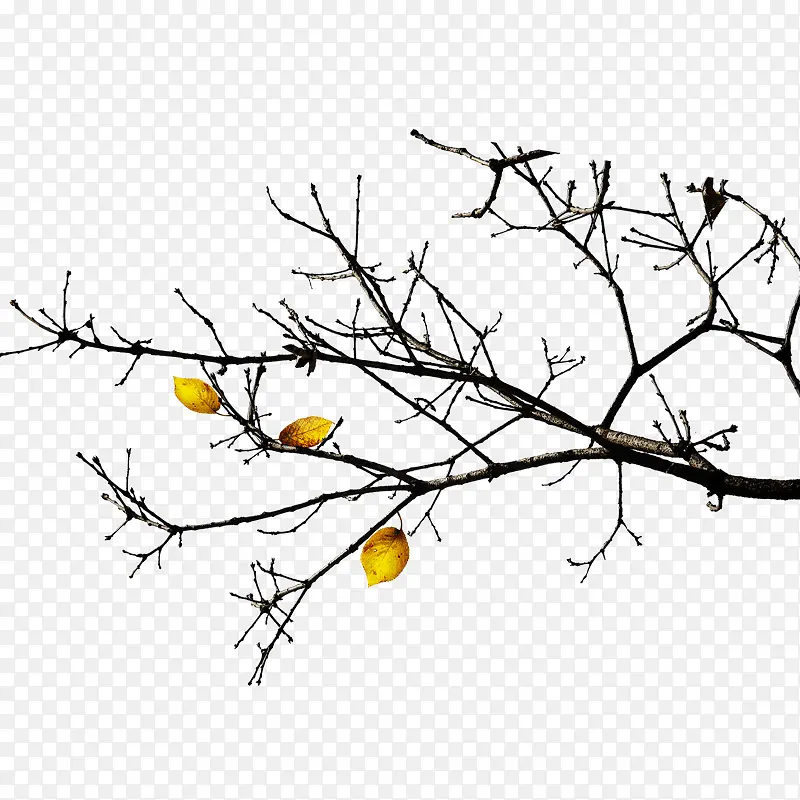 ��֦  ����-������