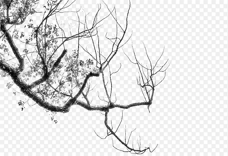 ����Ҷ-������