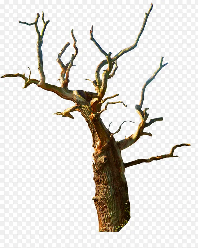 ����֦-������