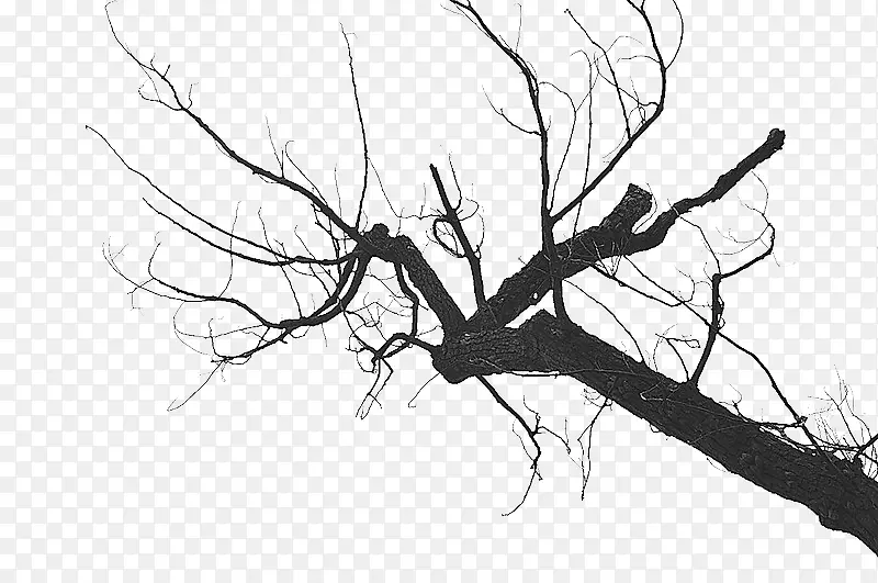 ����֦-������