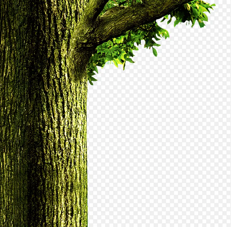 ���� ��֦��Ҷ-������