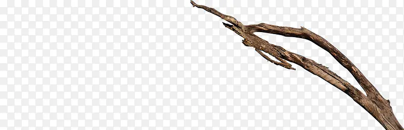 ��֦-������