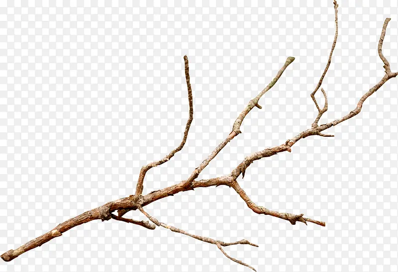 ��֦ͼ��-������