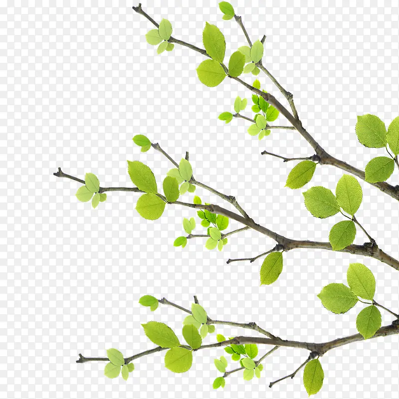 ��ѿ��֦-������