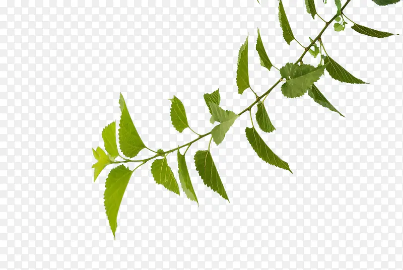 ��֦��-������