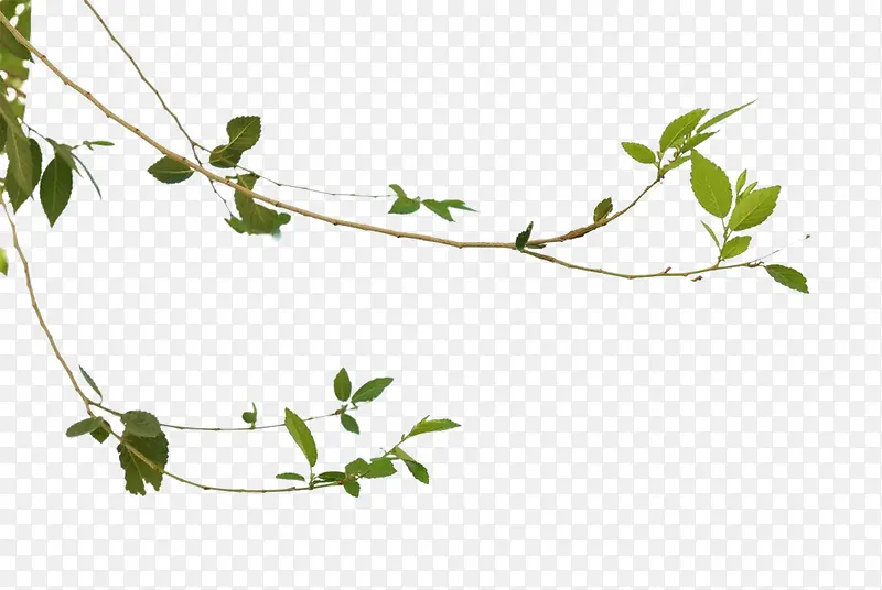 ��֦��-������