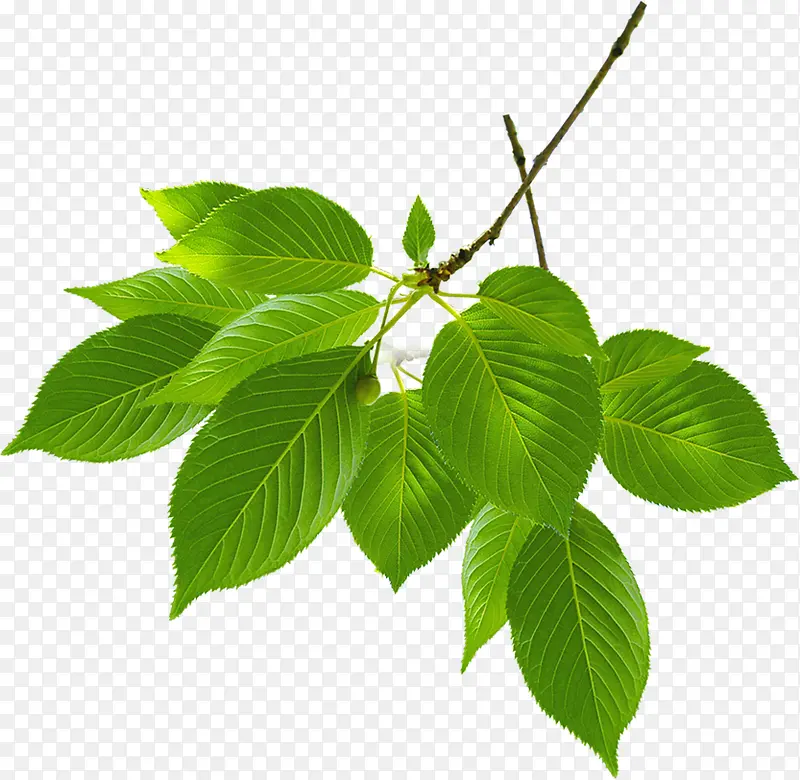 �����λ���Ҷ��֦-������