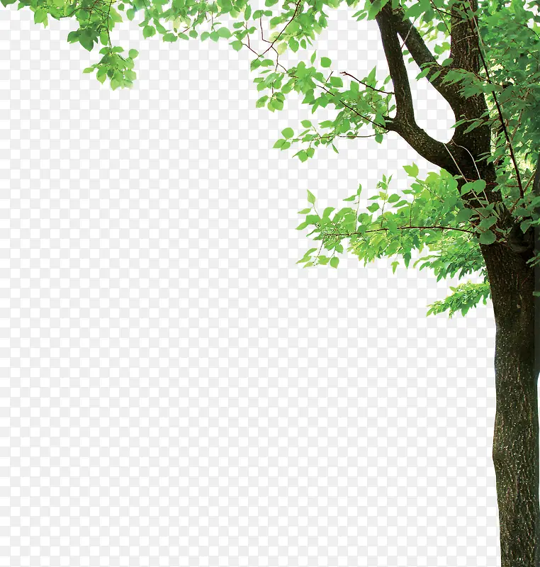 ������Ҷ�ĳ������-������