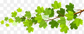 ������չ����֦����Ҷ-������