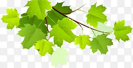 ������չ����֦����Ҷ-������