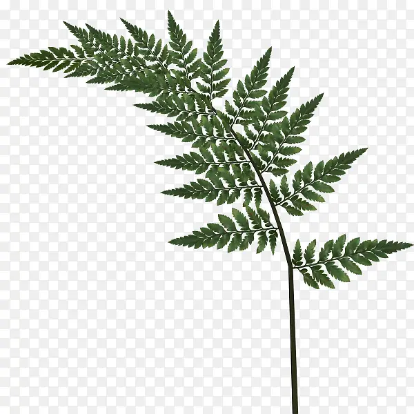 ��Ҷ��֦PNGͼƬ-������