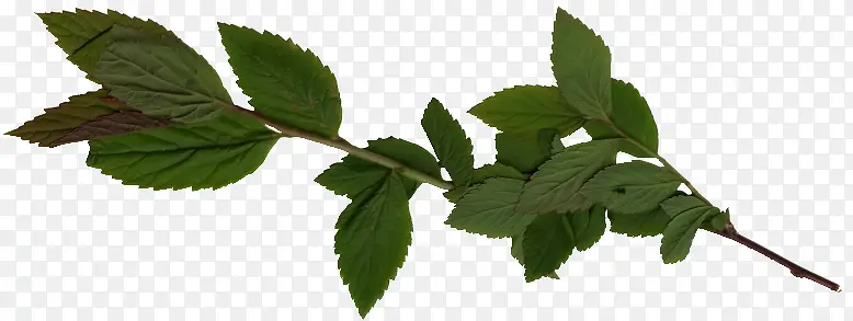 ��Ҷ��֦ͼƬ�ز�-������