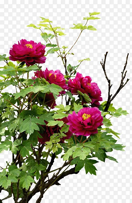 ��֦��Ҷ��ɫ����-������