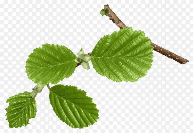 ��֦������Ҷ-������