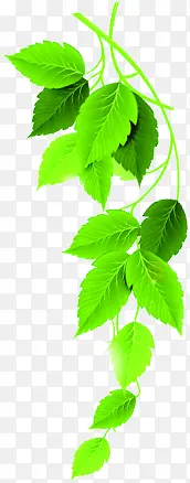 ��ͨ��Ҷ��֦-������