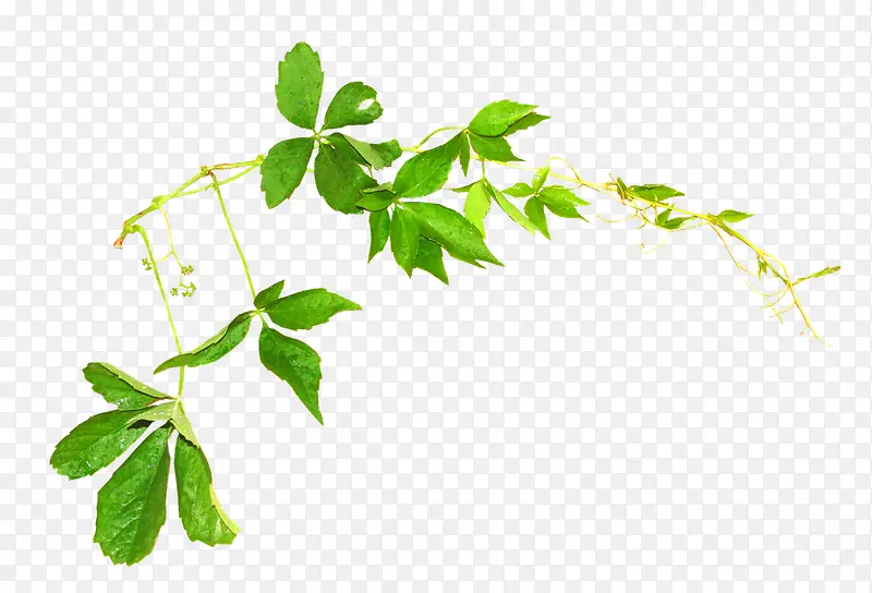 ��ͨ�̲���Ҷ��֦-������