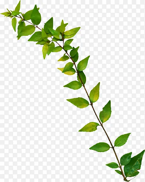 ������Ҷ��֦��Ҷ-������