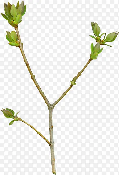 ������Ҷ��֦-������