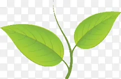 ��ͨ��Ҷ��֦ �ز�-������