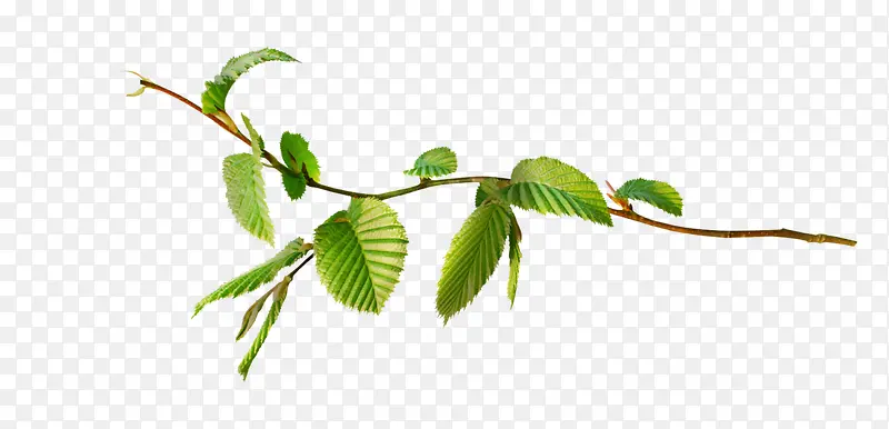 ӣ������Ҷpng�ز�-������