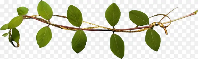 ��֦��Ҷ����ز�png-������