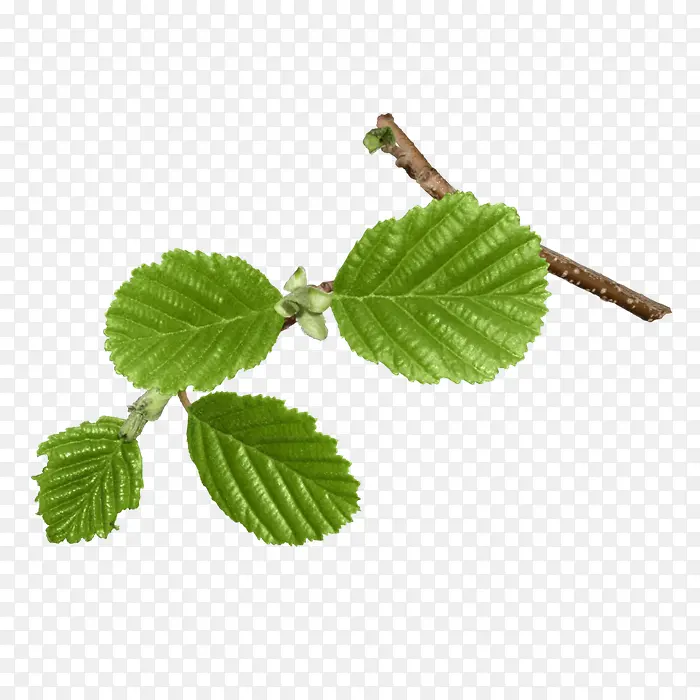 ��֦��Ҷpng�ز�-������