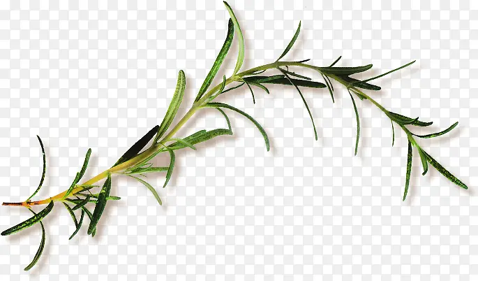 ��֦ ��Ҷ ���png�ز�-������