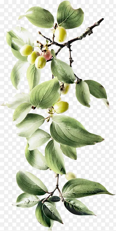 ���� ��Ҷ ��֦png�ز�-������