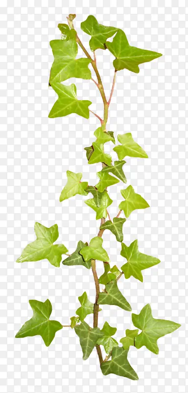 ��Ҷ��֦����-������